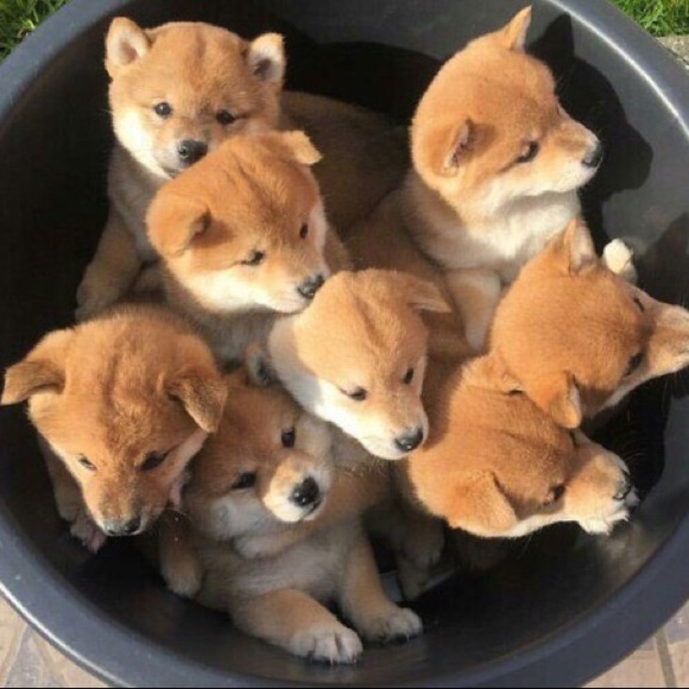 Meet your Posher, Sara